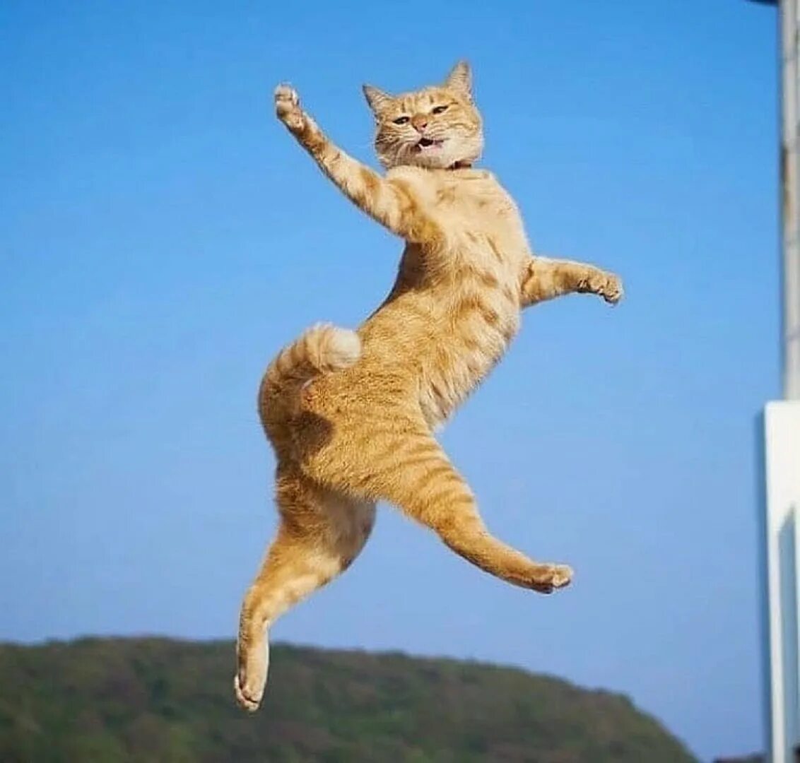 Кошка в прыжке. Летающий кот. Коты танцуют. Танцующий котик.