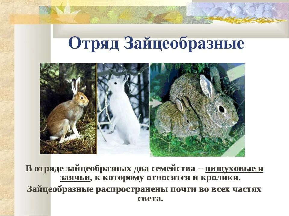 К какому классу относится кролик. Отряд зайцеобразные (Lagomorpha).. Зайцеобразные млекопитающие представители. Зайцеобразные представители заяц. Отряд зайцеобразные кролики.