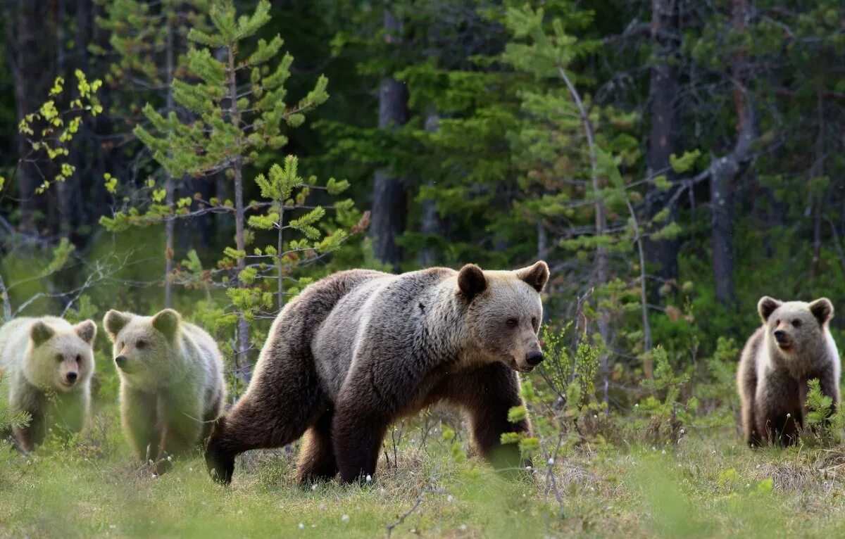 Лесные животные медведь. Бурый медведь уссурийская тайга. Звери в лесу. Бурый медведь в тайге. Сосновый бор бурый медведь.