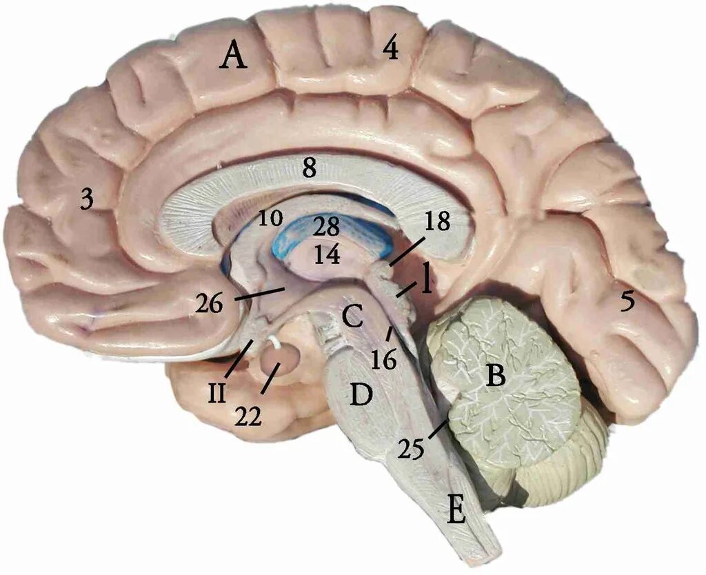 Спайки головного мозга. Fornix анатомия. Свод Fornix. Fornix мозга. Septum pellucidum анатомия.