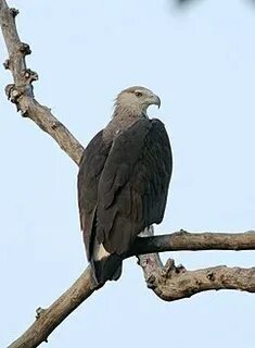 Eagler
