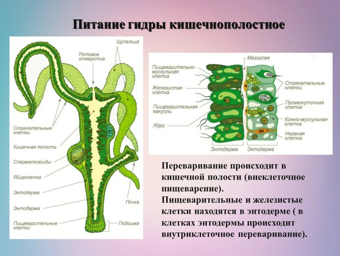 Кожно мускульная клетка передвижения. Строение пищеварительной системы кишечнополостных. Строение гидры Кишечнополостные. Строение пищеварительной клетки гидры. Кожно мускульные клетки гидры.