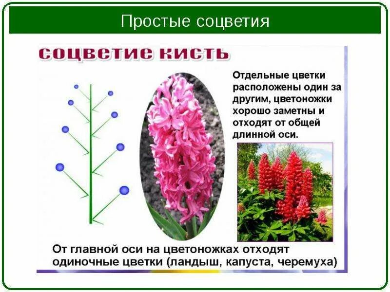 Соцветия, на главной оси которого располагаются одиночные цветки:. Парциальное соцветие. Интересные соцветия. Строение соцветия подсолнечника. Одиночные цветки на главной оси цветка.