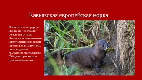 Животные занесенные в красную книгу ставропольского