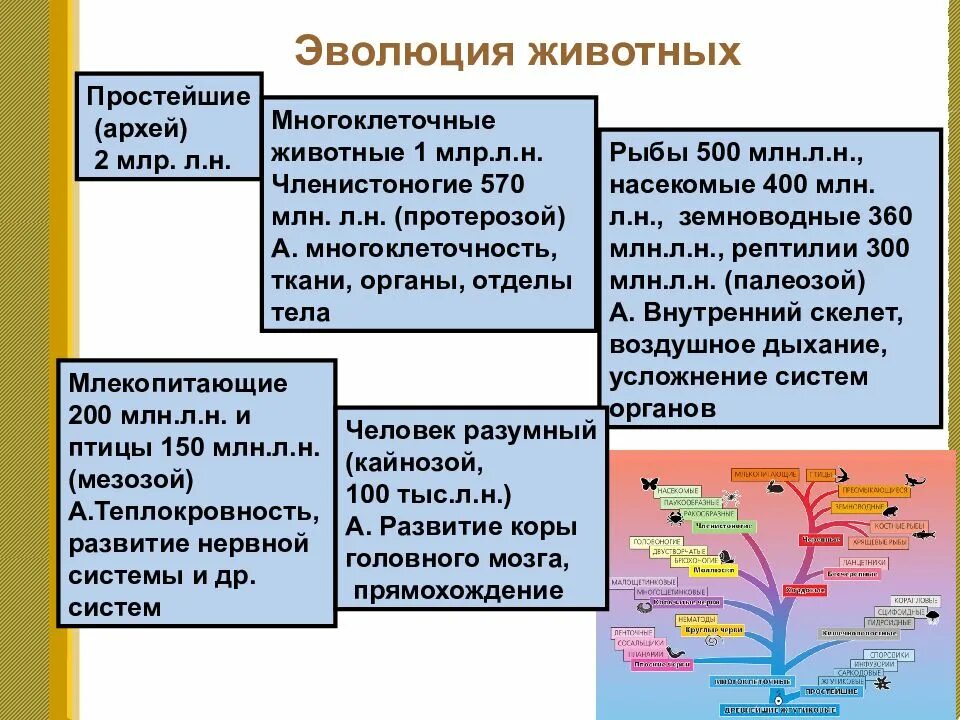 Эволюционное развитие животных. Эволюционные преобразования животных. Этапы эволюции животных. Основные этапы развития животного организма. Основные этапы развития организмов