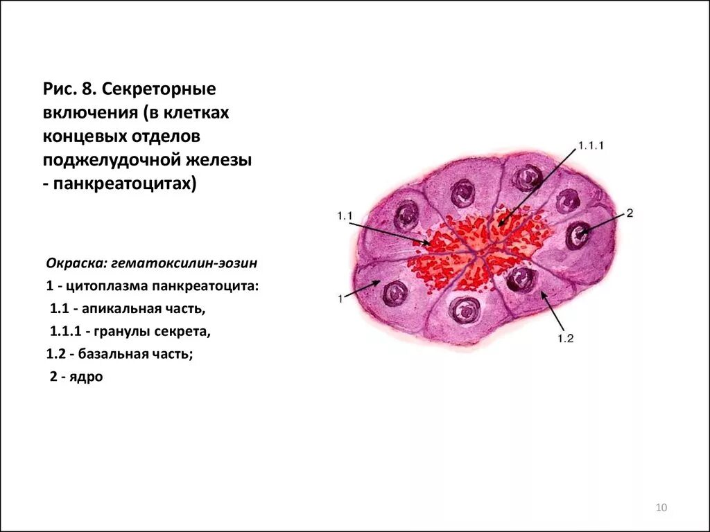 Включи клеточную