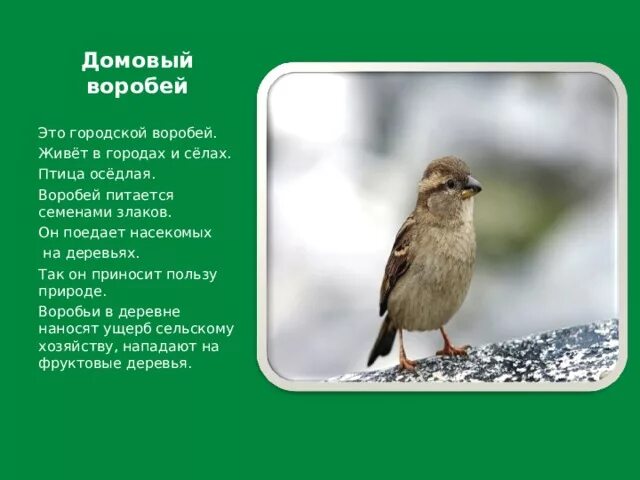 Воробей питается. Где обитает Воробей. Где живут воробьи. Воробей птица обитает где