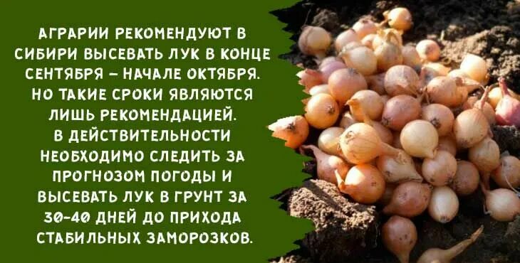 Посадить лук под зиму в октябре. Лук севок посадка осенью. лук озимый посадка осенью. лук севок озимый. сорта лука для посадки под зиму в подмосковье.
