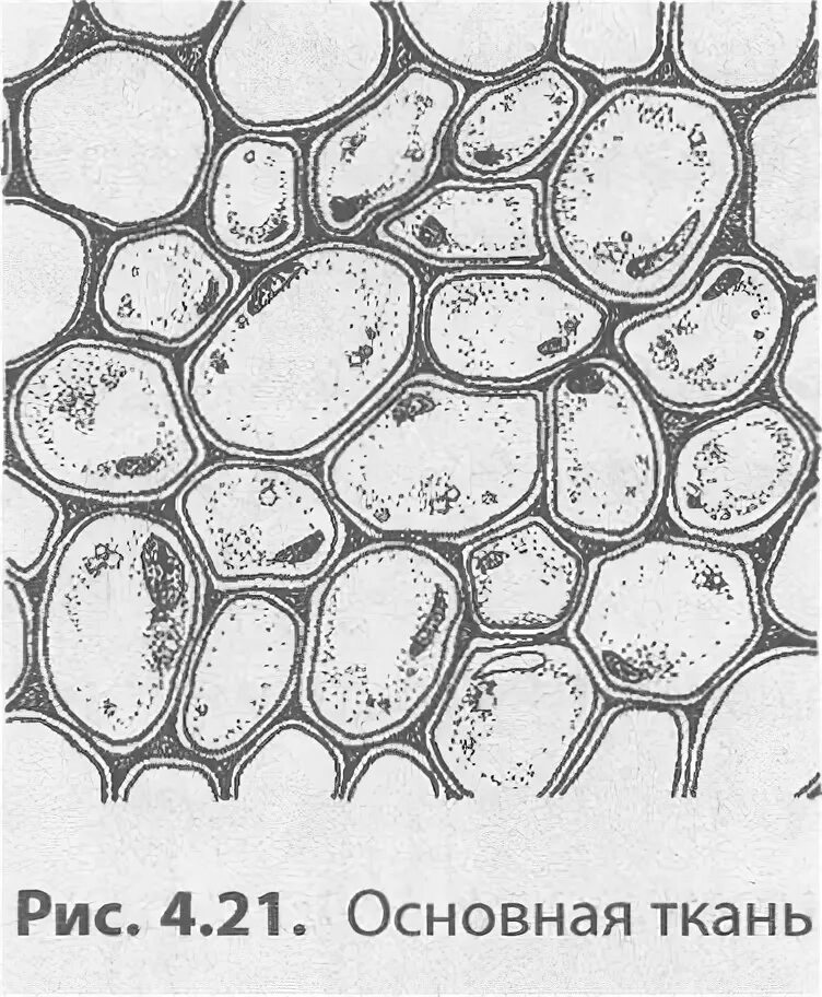Запасная ткань растений. Клетки запасающей ткани растений. Основная ткань растений рисунок. Основная ткань паренхима у растений рисунок. Запасающая паренхима строение.