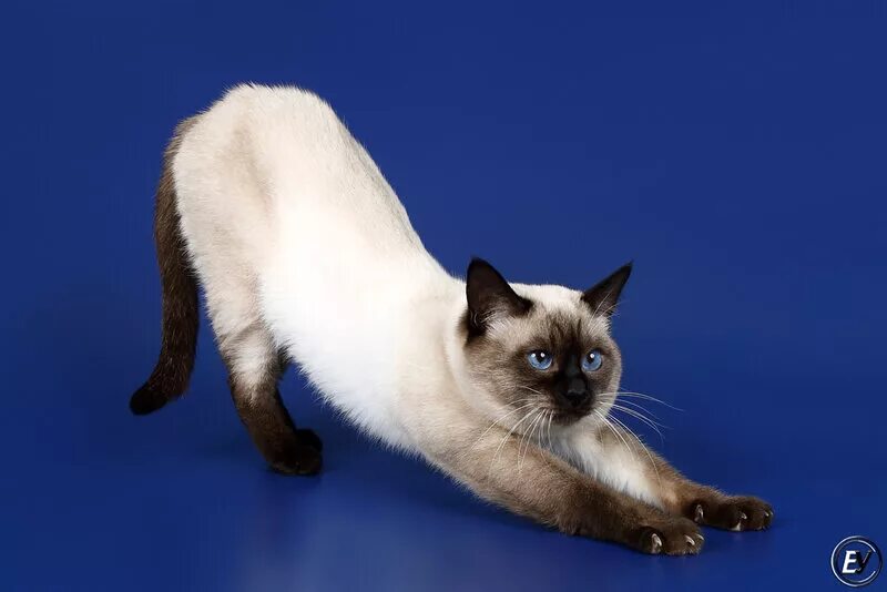 Тайский Блю Пойнт. Тайская кошка сил-поинт. Тайская кошка Блю поинт. Тайская порода кошек сил Пойнт. Описание тайской породы