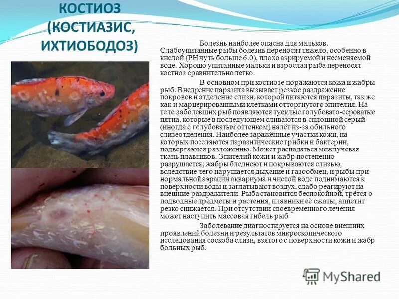 Рыбу переносить