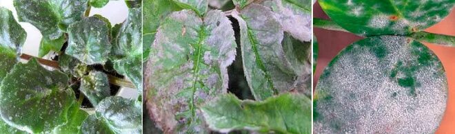 Кольцевая пятнистость листьев каланхоэ. Мучнистая роса свидина. Крассула мучнистый червец. Грибок мучнистая роса. Мучнистая роса налет.