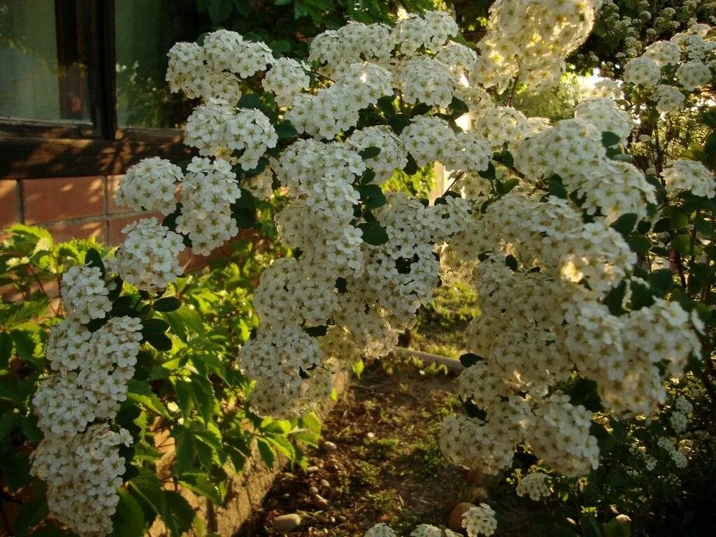 Кустарник белая невеста. Спирея Вангутта невеста. Куст невеста спирея. Спирея белая невеста. Невеста кустарник спирея.