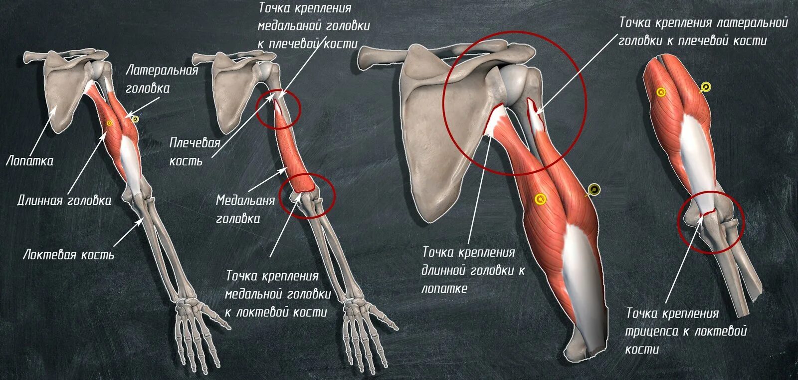 К чему крепятся мышцы. Длинная головка трехглавой мышцы плеча анатомия. Сухожилие длинной головки двуглавой мышцы. Мышцы руки анатомия бицепс трицепс. Сухожилие трехглавой мышцы плеча.