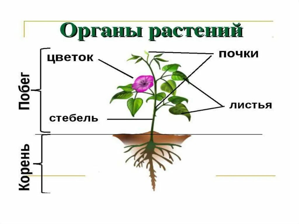 Орган растения выполняющий защитную функцию. Органы растений. вегетативные органы растений. вегетативные органы цветкового растения. вегетативные органы растений презентация.