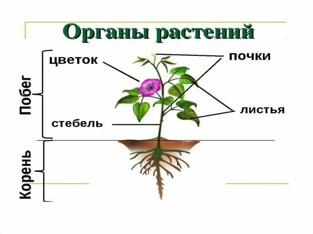 Что из перечисленного относится к вегетативным органам. Органы растений вегетативные и генеративные схема. Вегетативные органы цветкового растения. Строение цветкового растения морковь. Строение вегетативных органов растений.