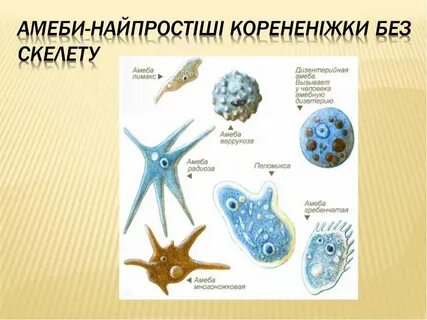 Амеба относится к классу саркодовые