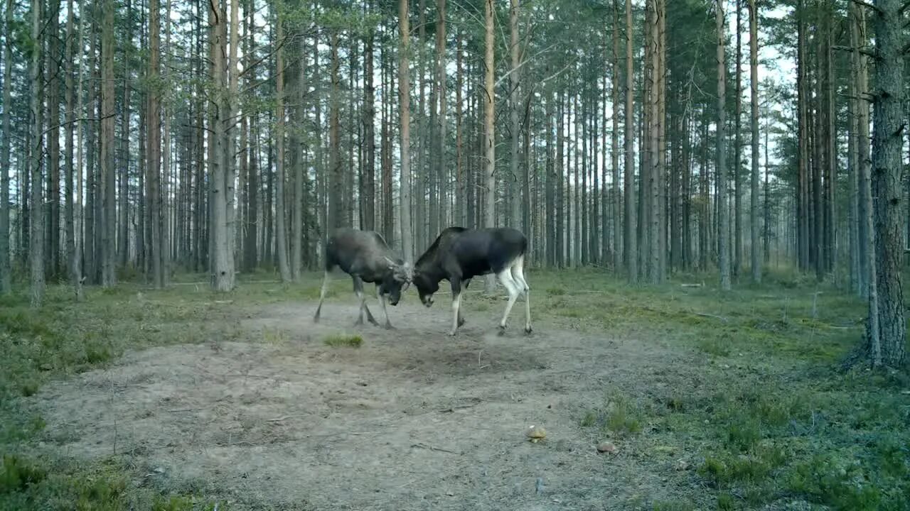 Лось Ленинградской области. Лосиный Гон. Битва лосей.