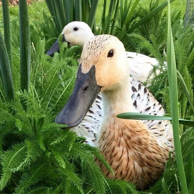 P duck