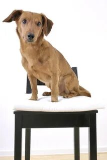 The dog is behind the table