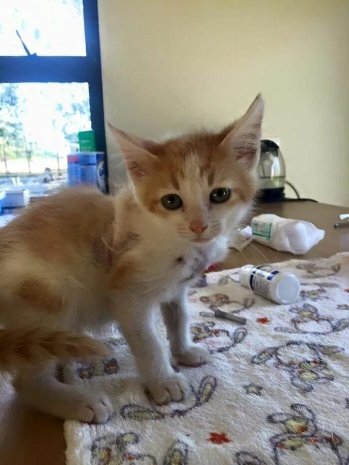 Котенок попал. Спасать котиков. Котенок попал. Котик переживает. Благодарный котик фото.