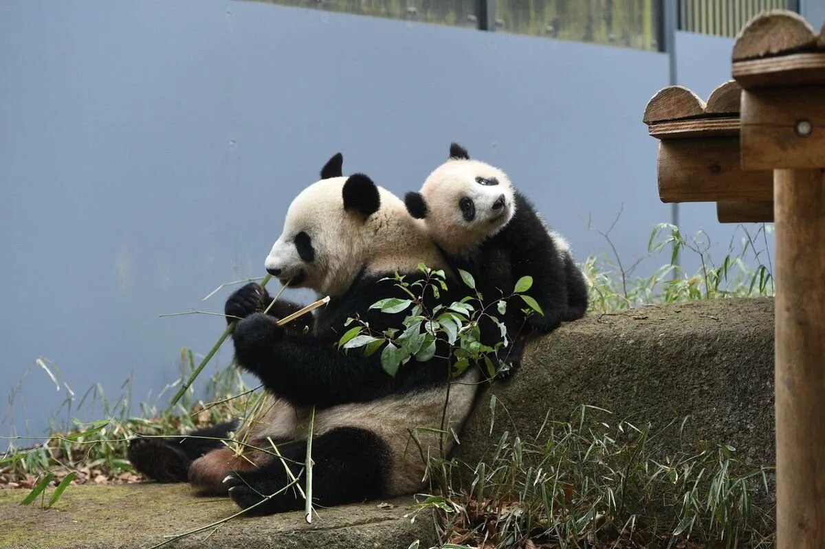 Панды обнимаются. Объятия панды. Смешная Панда. Две панды обнимаются. Обнять панду