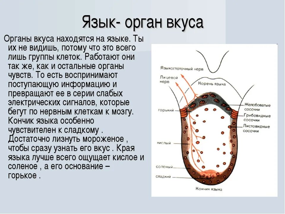 В которых любому органу будет. Проект органы чувств 3 класс окружающий мир язык. Сообщение о органе вкуса.