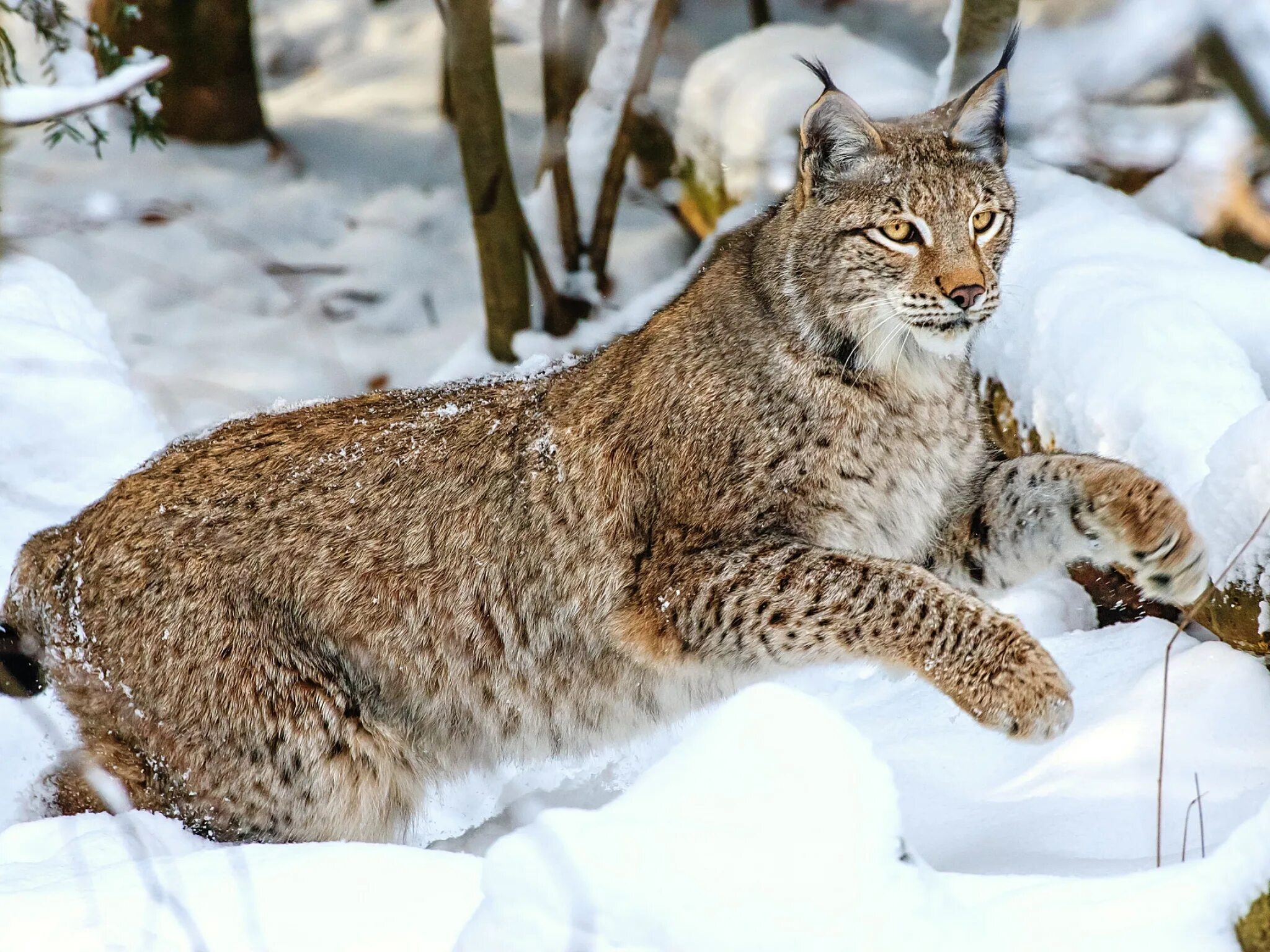 Баргузинский заповедник Рысь. Рысь обыкновенная Lynx Lynx Linnaeus, 1758. Канадская Рысь Бобкэт. Сибирская Рысь. Комплект рысь