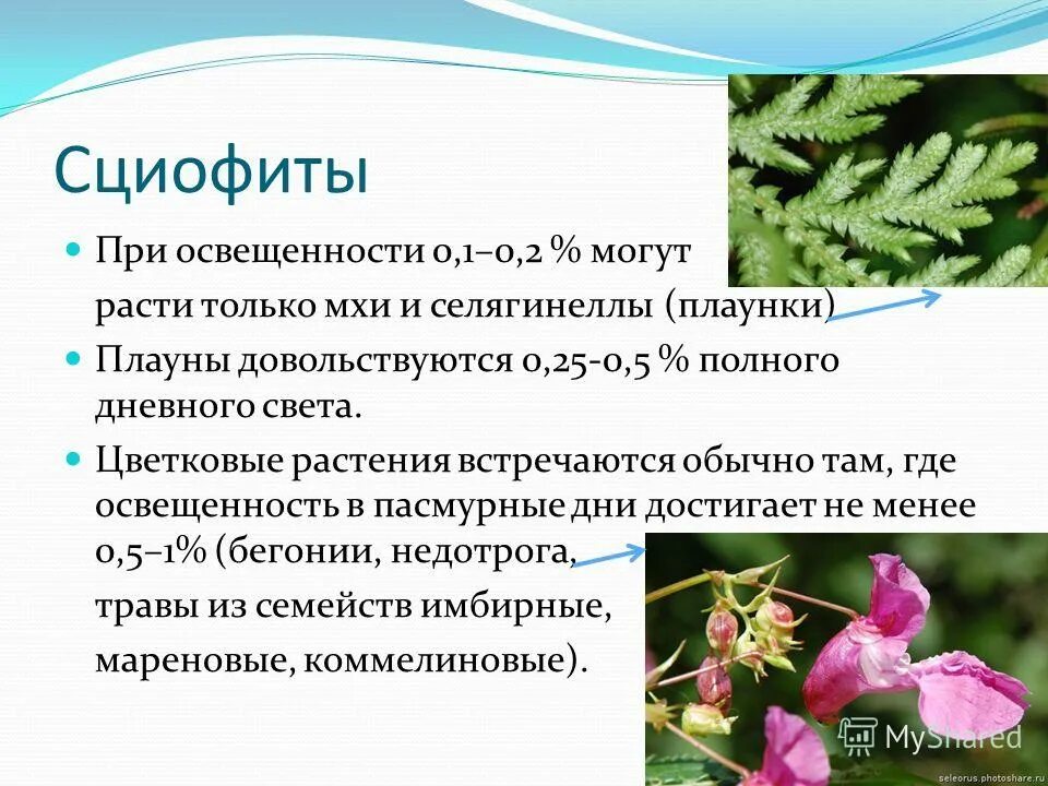 Тенелюбивые растения сциофиты. Кислица сциофиты. Сныть гелиофит. Тенелюбивые (сциофиты). Тенелюбивые растения сциофиты.