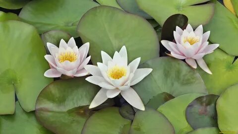 Water lily