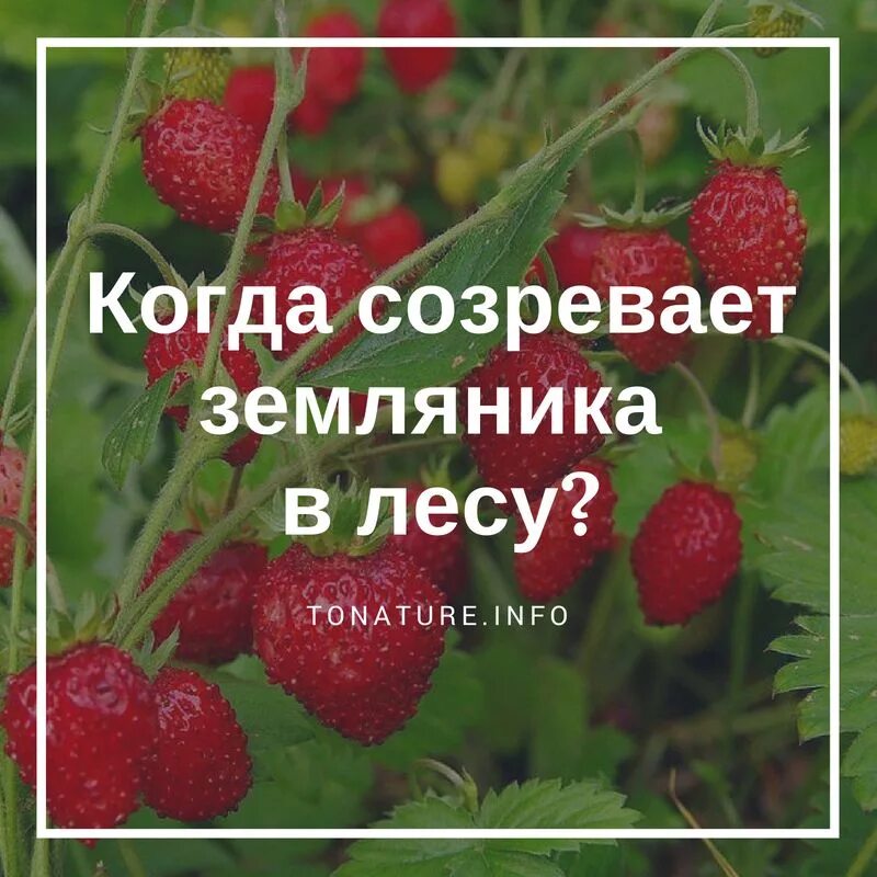 Когда он созреет