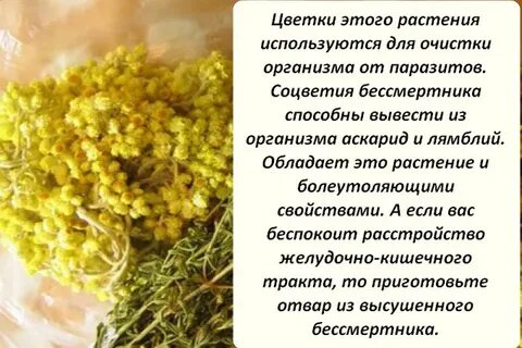 Какие травы выводят