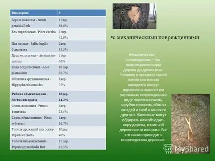 Систематическая группа березы обыкновенной