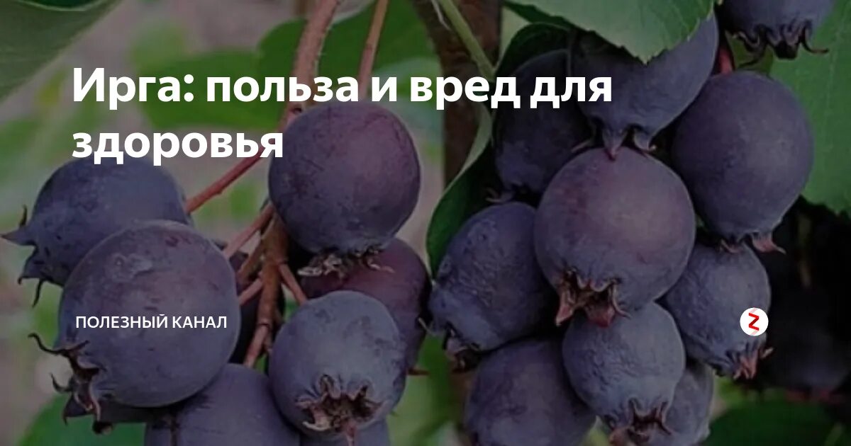 ЯГОДА ДНЯ 2023 Славянский Костер ВКонтакте