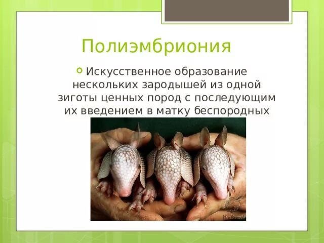 Полиэмбриония какое размножение. Полиэмбриония. Полиэмбриония у животных. Полиэмбриония размножение. Полиэмбриония у растений.