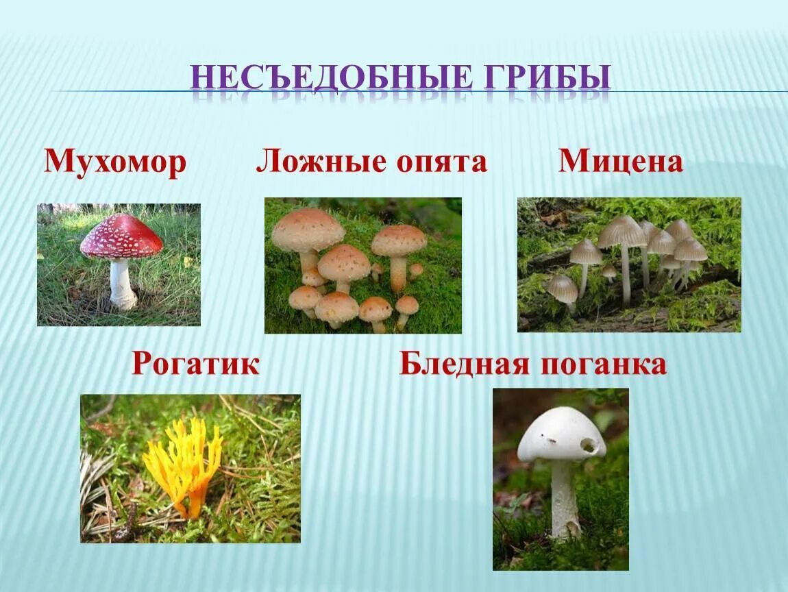Название несъедобных