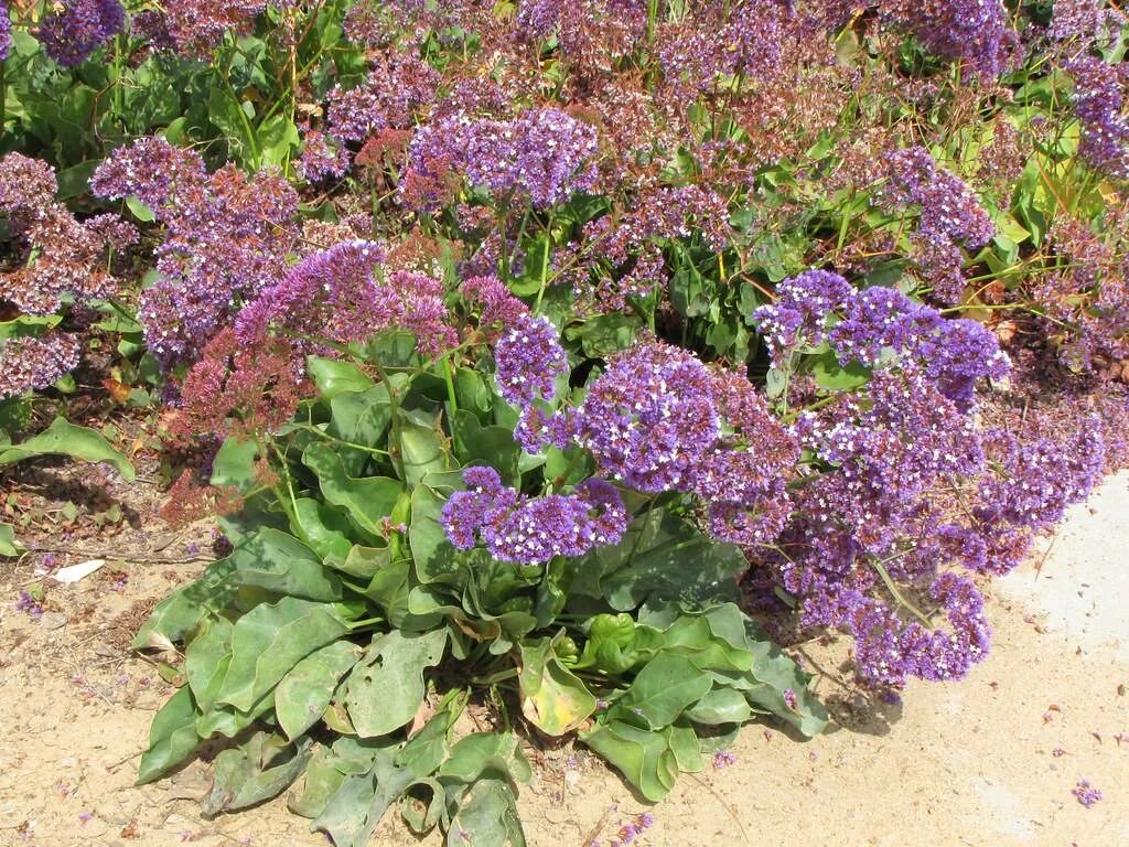 Статица в грунт. Статица в грунт. Статица в грунт. Кермек статица. Статице (кермек).