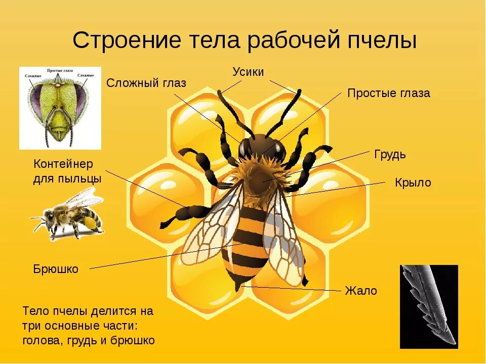 Какое развитие у осы