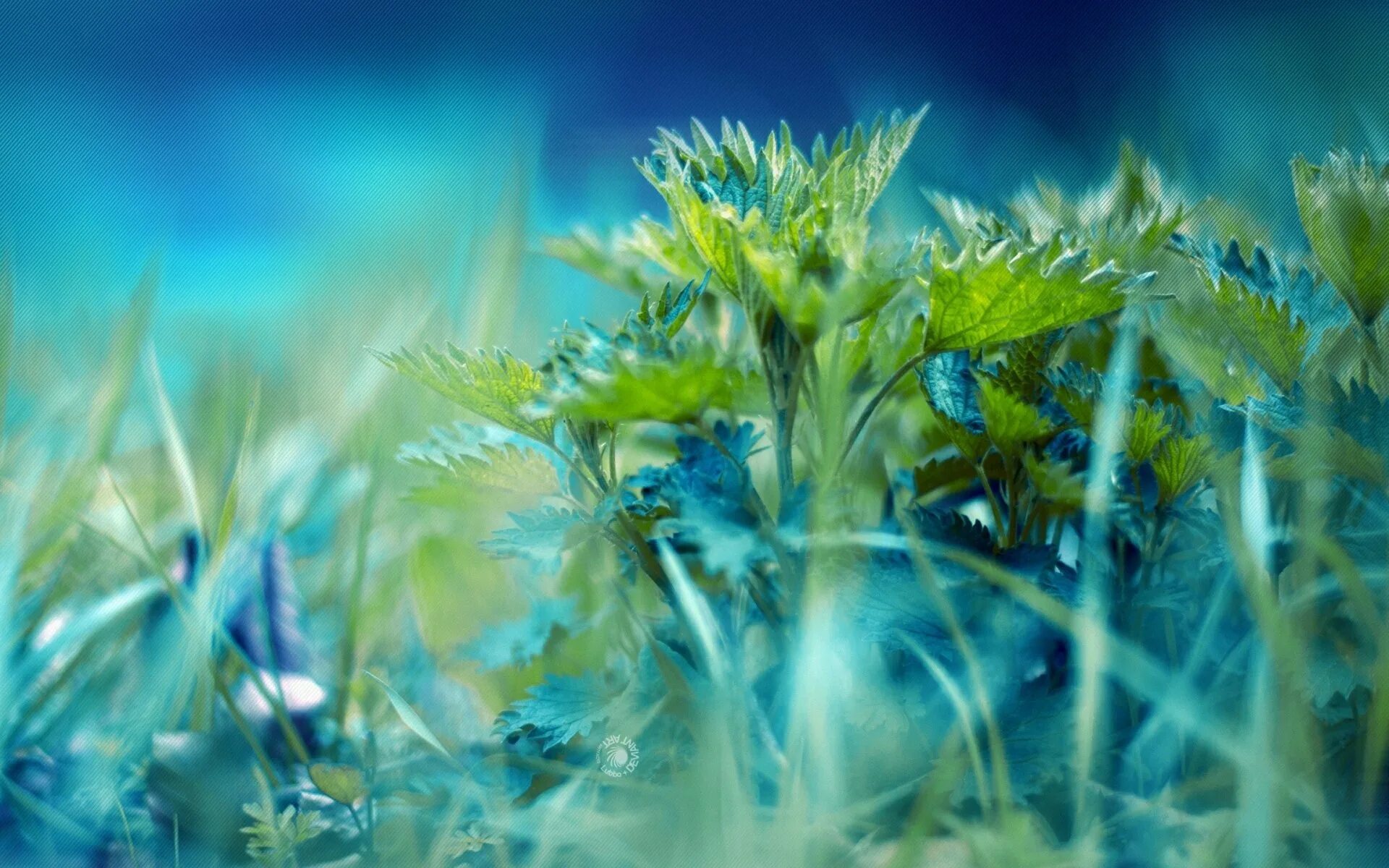 Голубое и зеленое читать. Зеленая природа. Фон растения. Красивая трава. Зелёные растения.