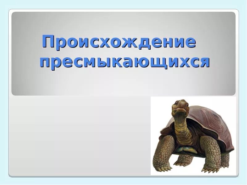 Самостоятельная работа по пресмыкающимся. Происхождениерептилии. Происхождение пресмыкающихся. Происхождение рептилий. Класс пресмыкающиеся происхождение.