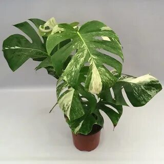 Plant 2020