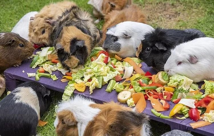 Много морских свинок. Морские свинки малыши. Морская свинка короткошерстная. Морские свинки малыши. Морская свинка гуль.