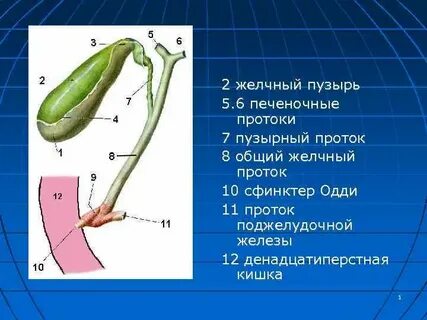 Куда открывается проток