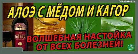Рецепт алоэ с кагором