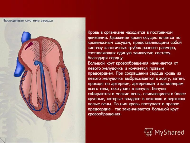 Нормальному кровообращению. Система крови человека. Движение крови в организме человека сердце человека. В правое предсердие поступает кровь. Путешествие капли крови по организму.