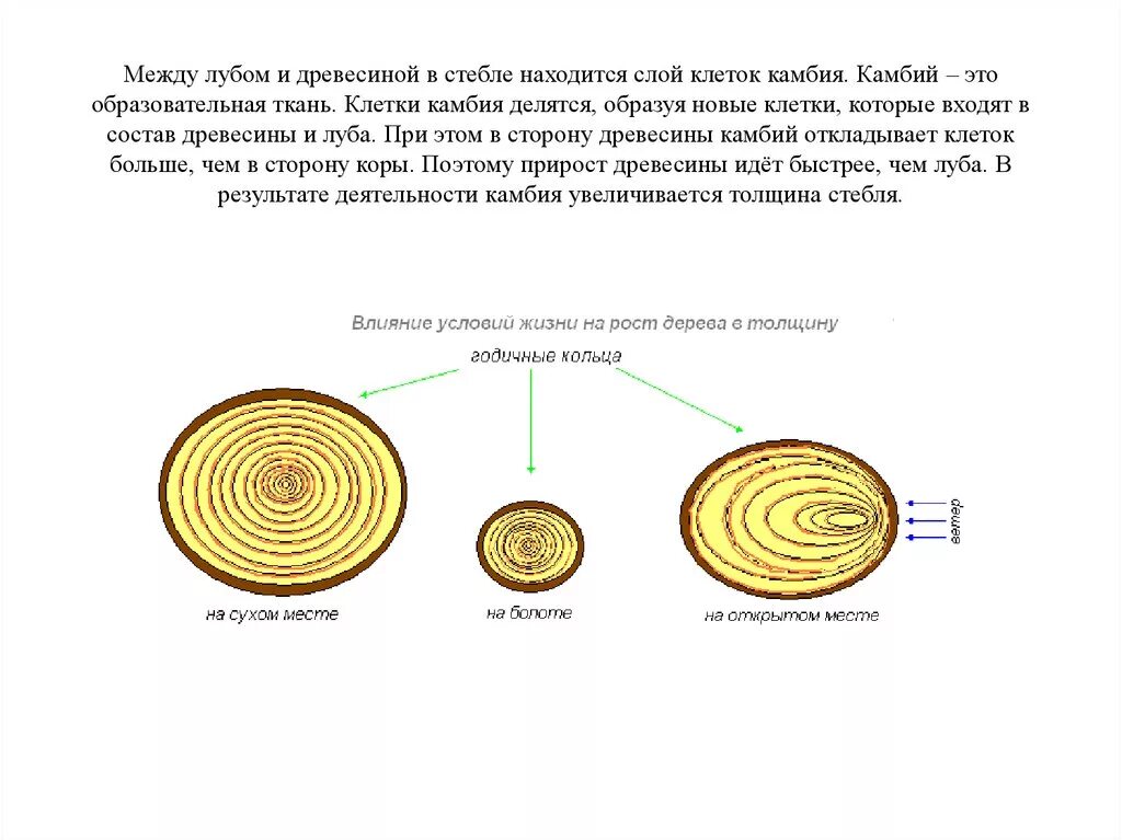 Строение и состав древесины. Какие клетки входят в состав древесины. Схема роста дерева по годовым кольцам. В состав луба входят. Деление клеток дерева