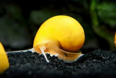 Mystery snails (Pomacea bridgesii) are extremely peaceful, and this makes t...