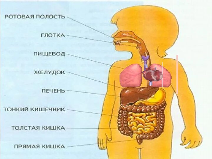 Строение человека. Внутреннее строение человека. Внутреннее строение человека 2 класс. Внутренне строение человека аппликация.