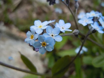 A small flower