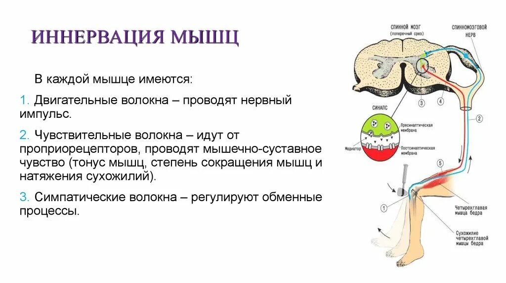 Схема иннервации скелетной мышцы. Симпатическая иннервация. Схема иннервации мышц речевого аппарата. Строение иннервации. Эфферентная иннервация холинергическая.